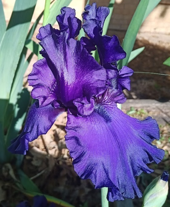 (4) TALL BEARDED IRIS RHIZOME RANDOM MIX BEAUTIFUL FLOWERS ROOT GARDEN PLANTS
