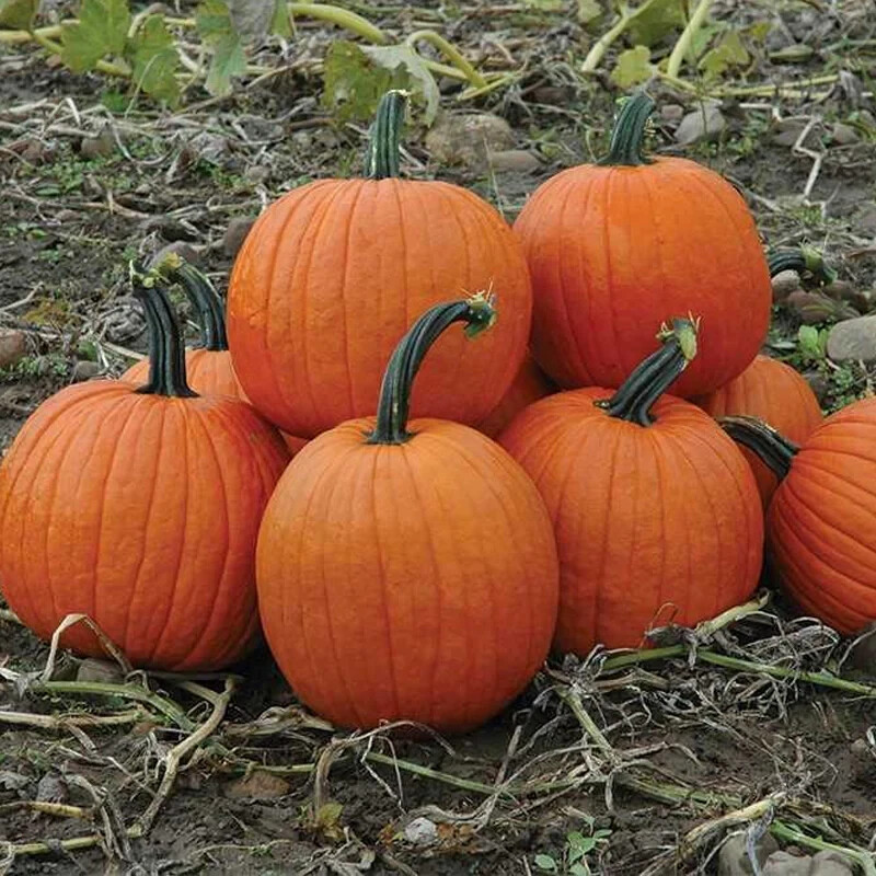 Howden’s Field Pumpkin Seeds, Carving Pumpkin, Halloween, Pie, FREE SHIPPING