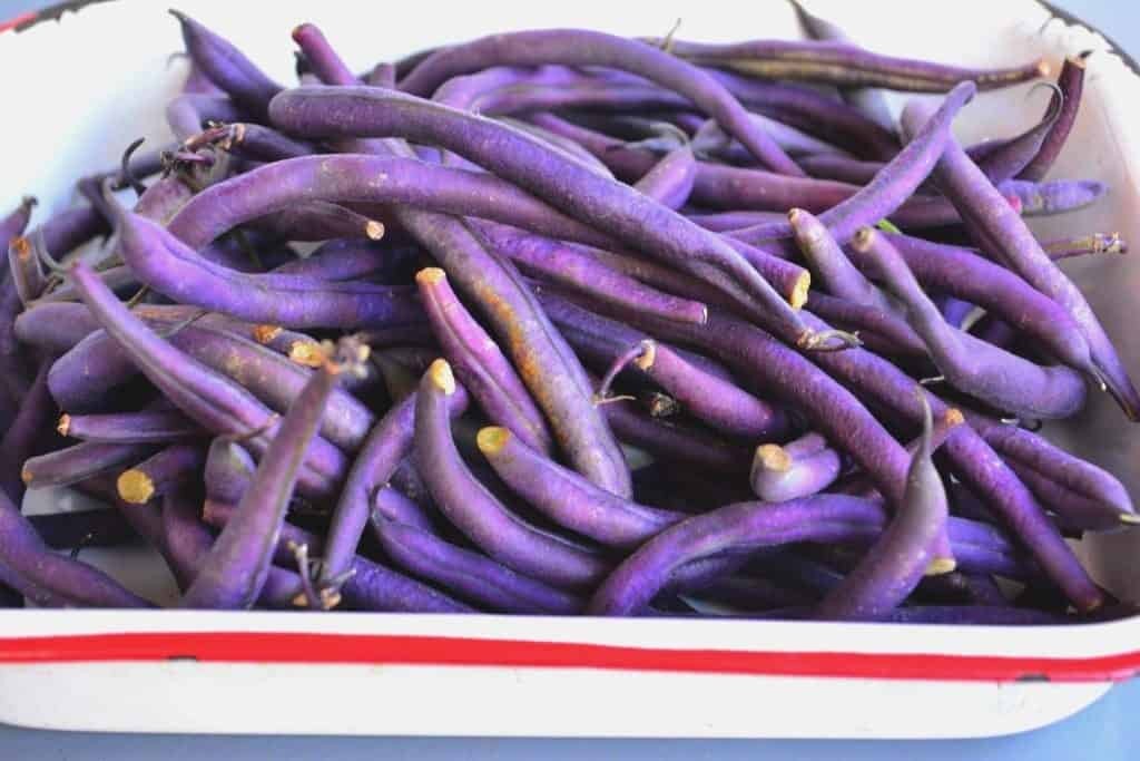 Royal Burgundy Bean Seeds | NON GMO Heirloom Purple Green Beans Vegetable 2024