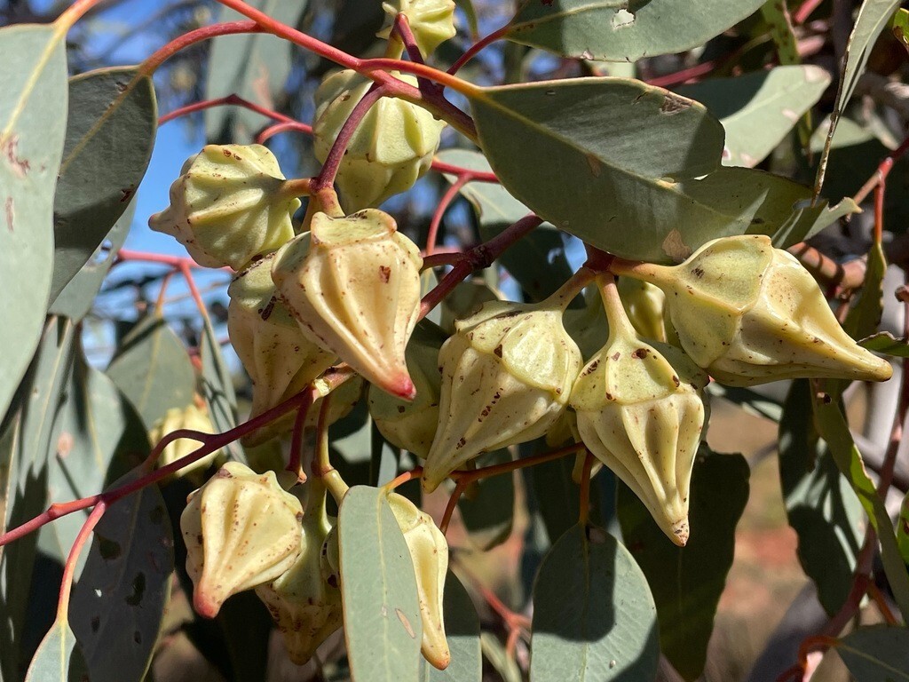 25+ Eucalyptus kingsmillii Seeds – ‘Kingsmill’s Mallee’
