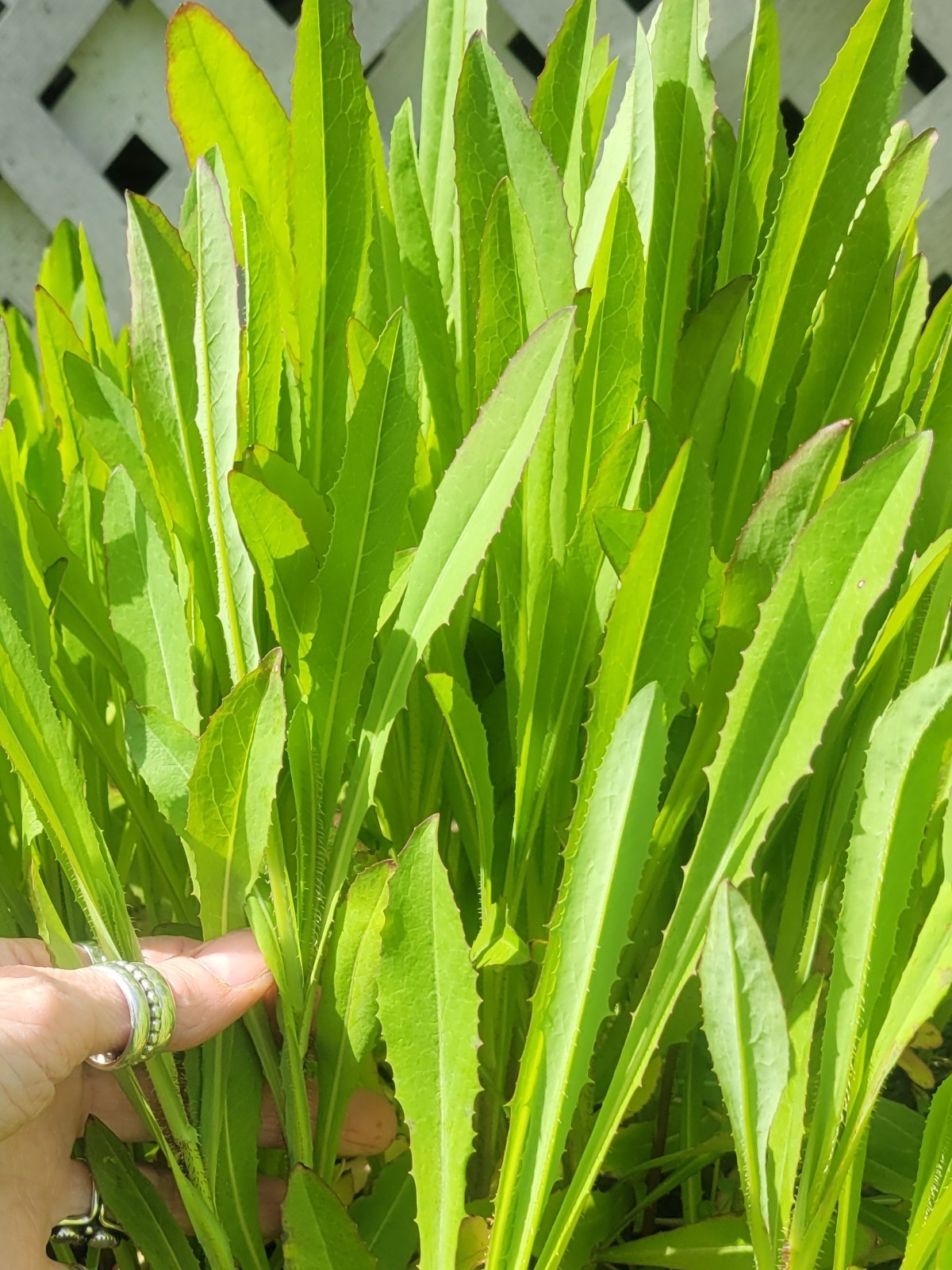 3LIVE WILD LETTUCE PLANTS! Lactuca Serriola Prickly Opium Lettuce Medicinal Herb