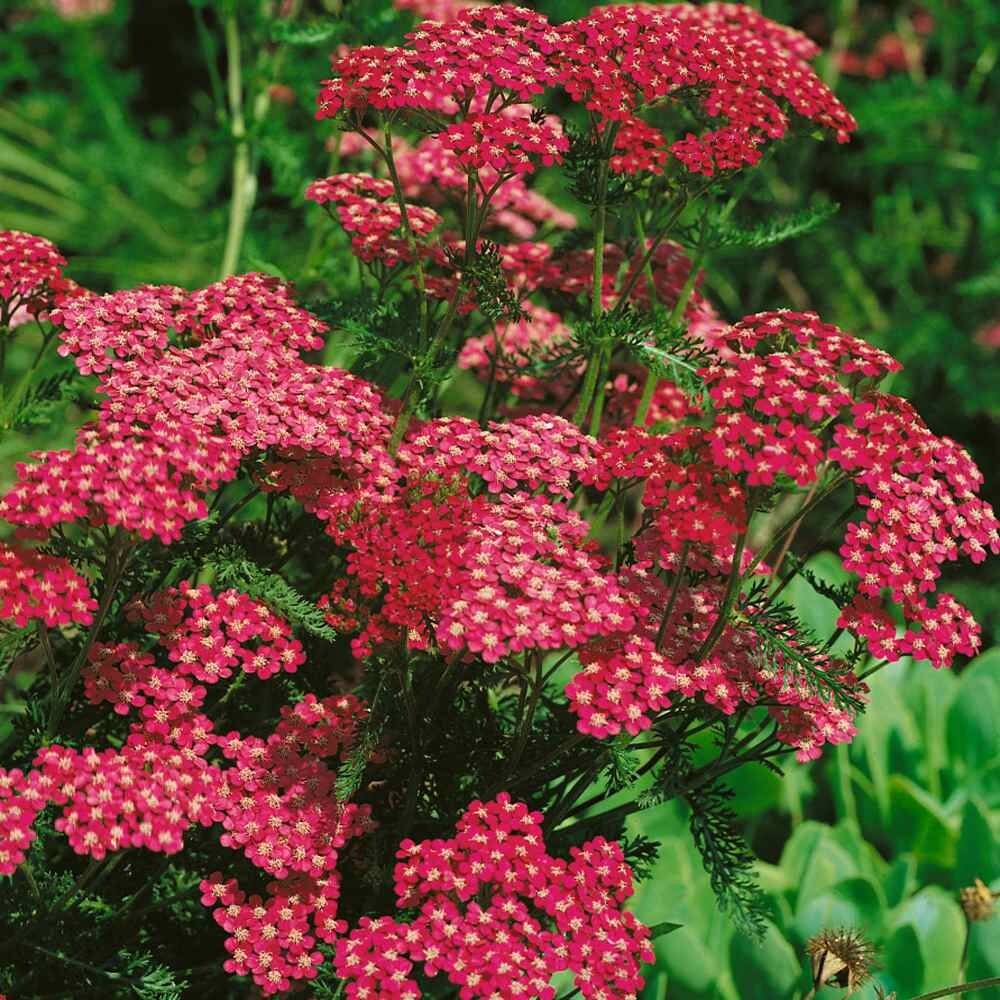 50+ Yarrow Cerise Queen seeds