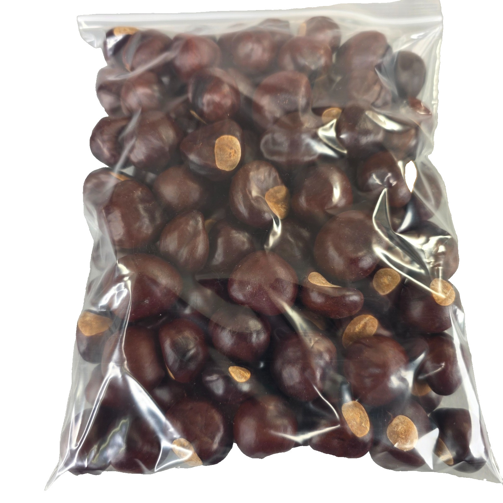 101 Ohio Buckeye Seed Buckeye Nuts Natural Buckeye Nut Make a Necklace