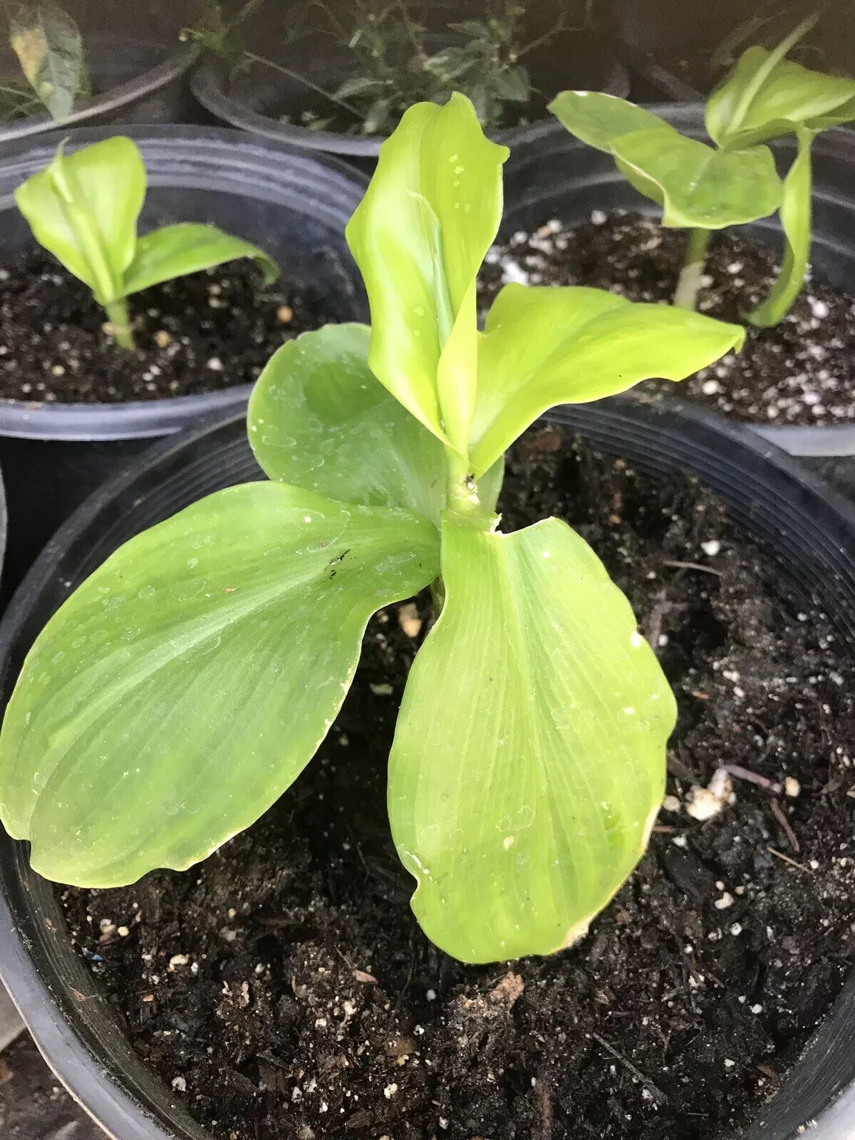 INSULIN PLANT /Fiery Costus / Spiral Flag (1 Rhizome) BLOOD SUGAR SUPPORT.