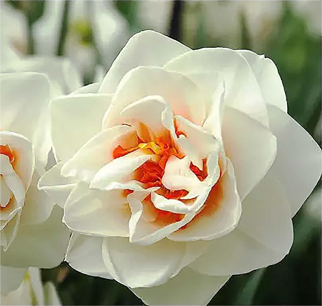 Double Daffodil Bulbs – 5 Flower Drift – White & Orange Center – Garden Planting