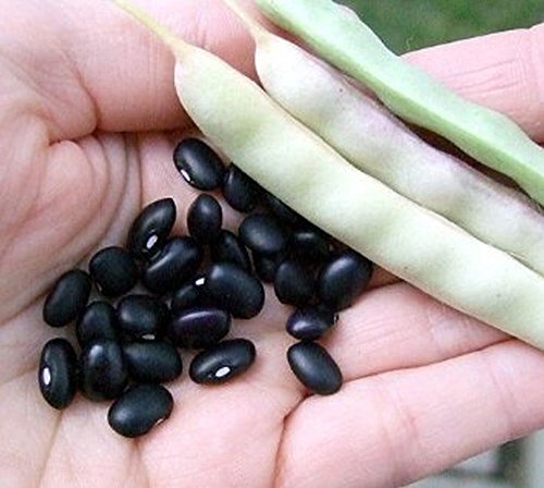 Black Turtle Heirloom Bush Bean – Hardy Plants Grow to 18-24″ -Very Tasteful