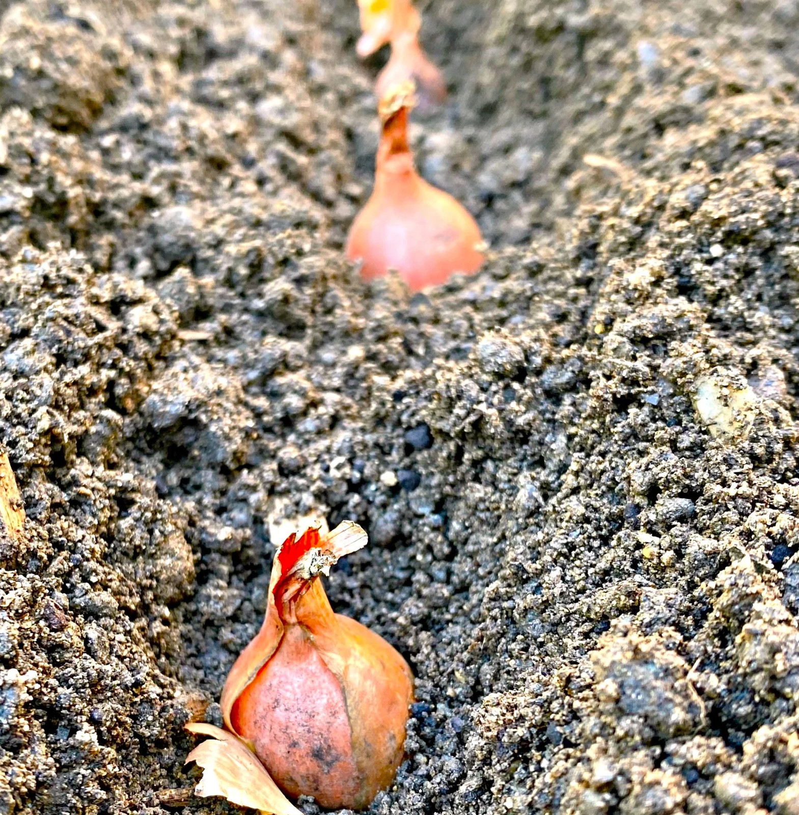 Nero Shallot Sets (Bulbs) | Traditional Round Onion Set Seed 2024 Fast Shipping
