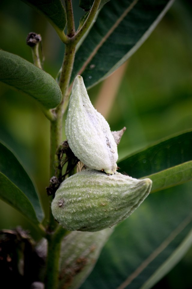 100+ Hardy Common Milkweed (Asclepias syriaca) Seeds Attract Monarch Butterflies