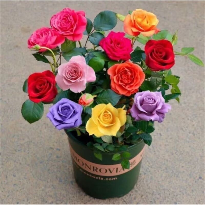 20 SEEDS for Mixed Colors RARE Rose hybrid flower Bush exotic plant USA Seller