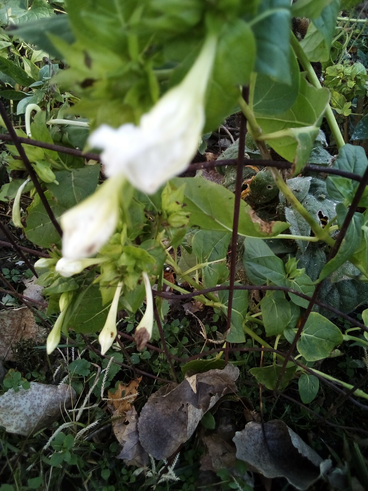 10 SEEDS WHITE FOUR O’ CLOCK MIRABILIS JALAPA