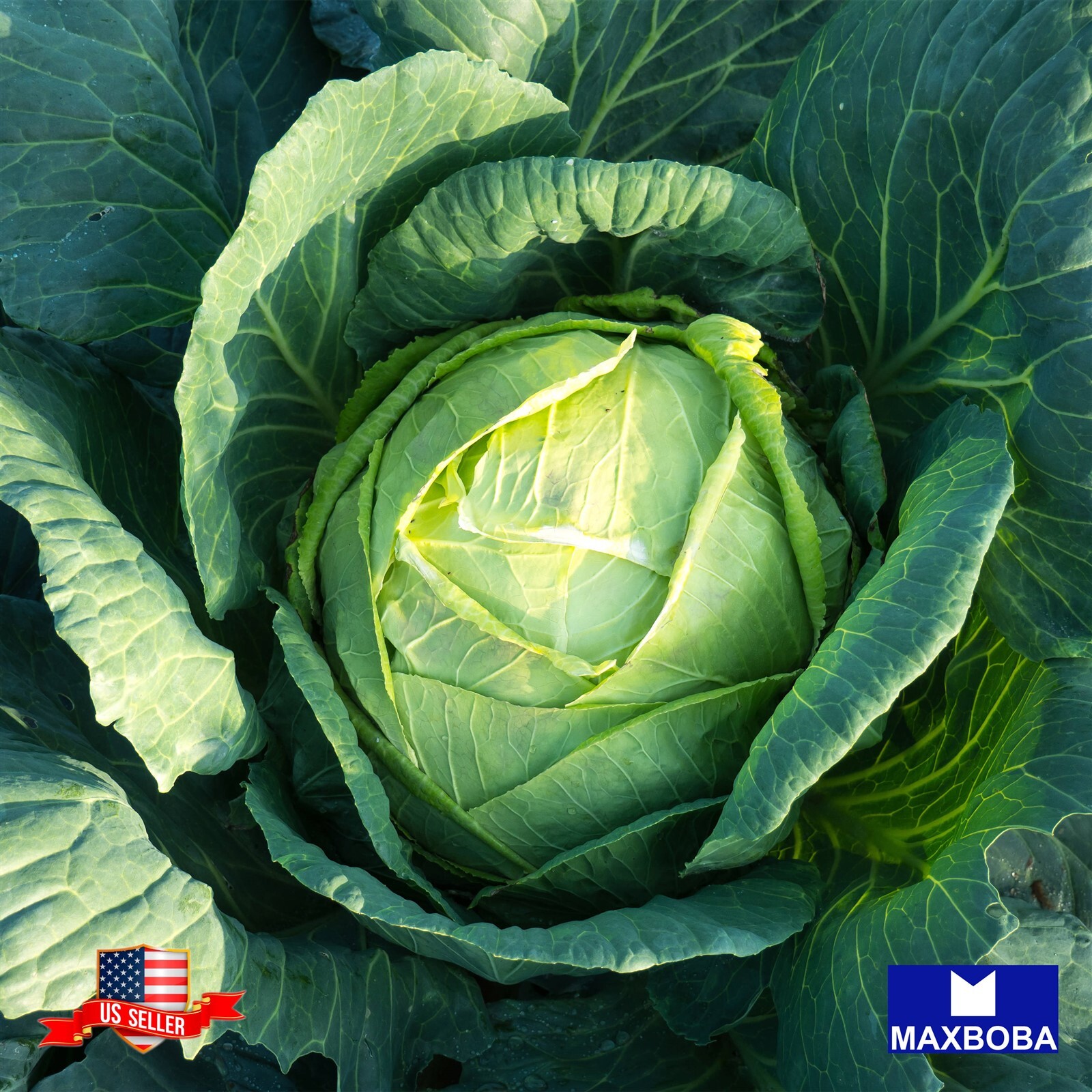 Cabbage Seeds – All Seasons Cabbage – Non-GMO Heirloom and Vegetable