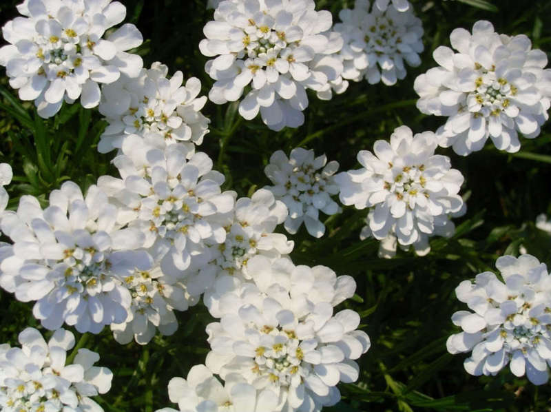 1000 WHITE EMPRESS CANDYTUFT Iberis Amara Flower Seeds *Flat S/H