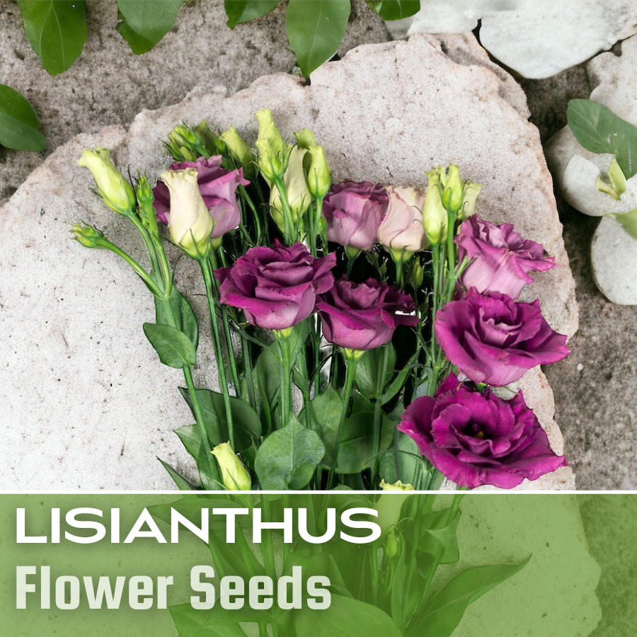 Lisianthus Seeds – 100 Seeds Garden Bloom Flower Seed Flowers Non Gmo Heirloom