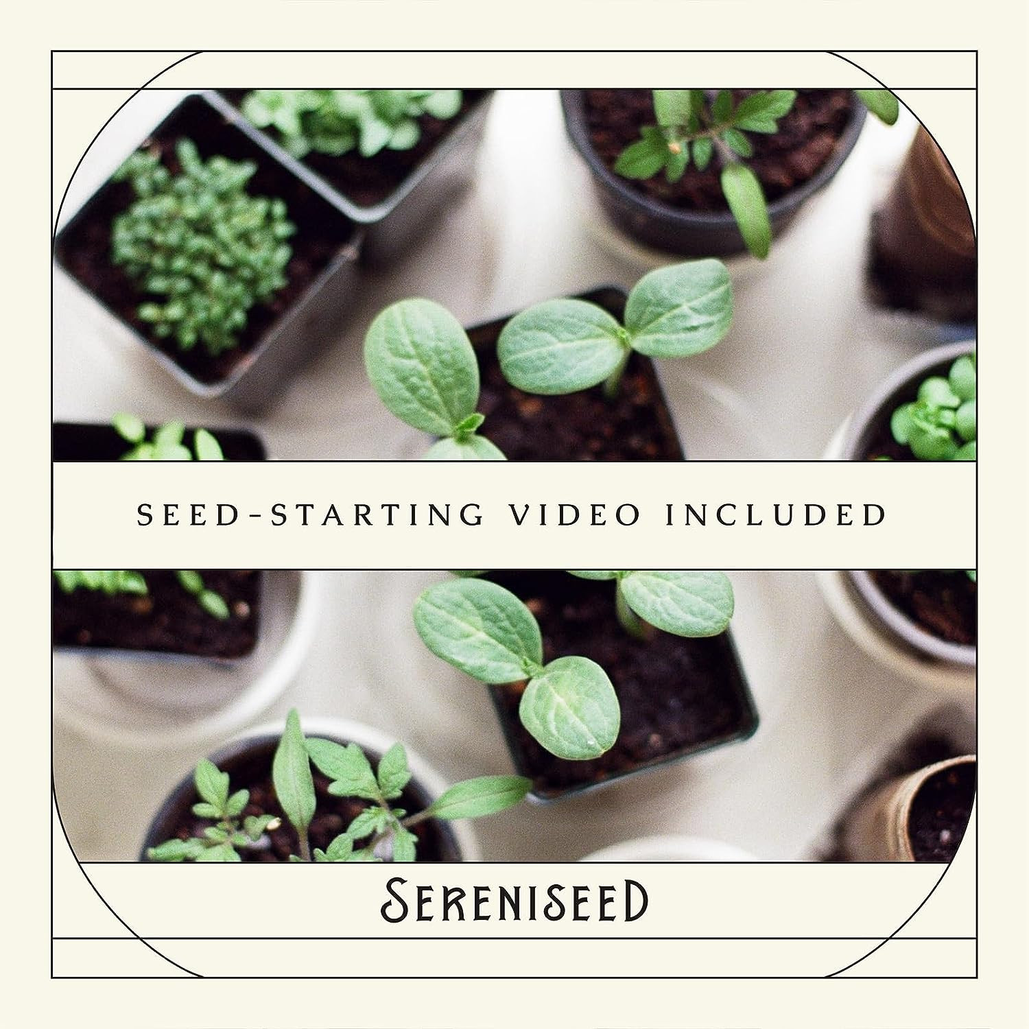 Certified Organic Herb Seeds (20-Pack) – Non GMO, Heirloom – Seed Starting Video