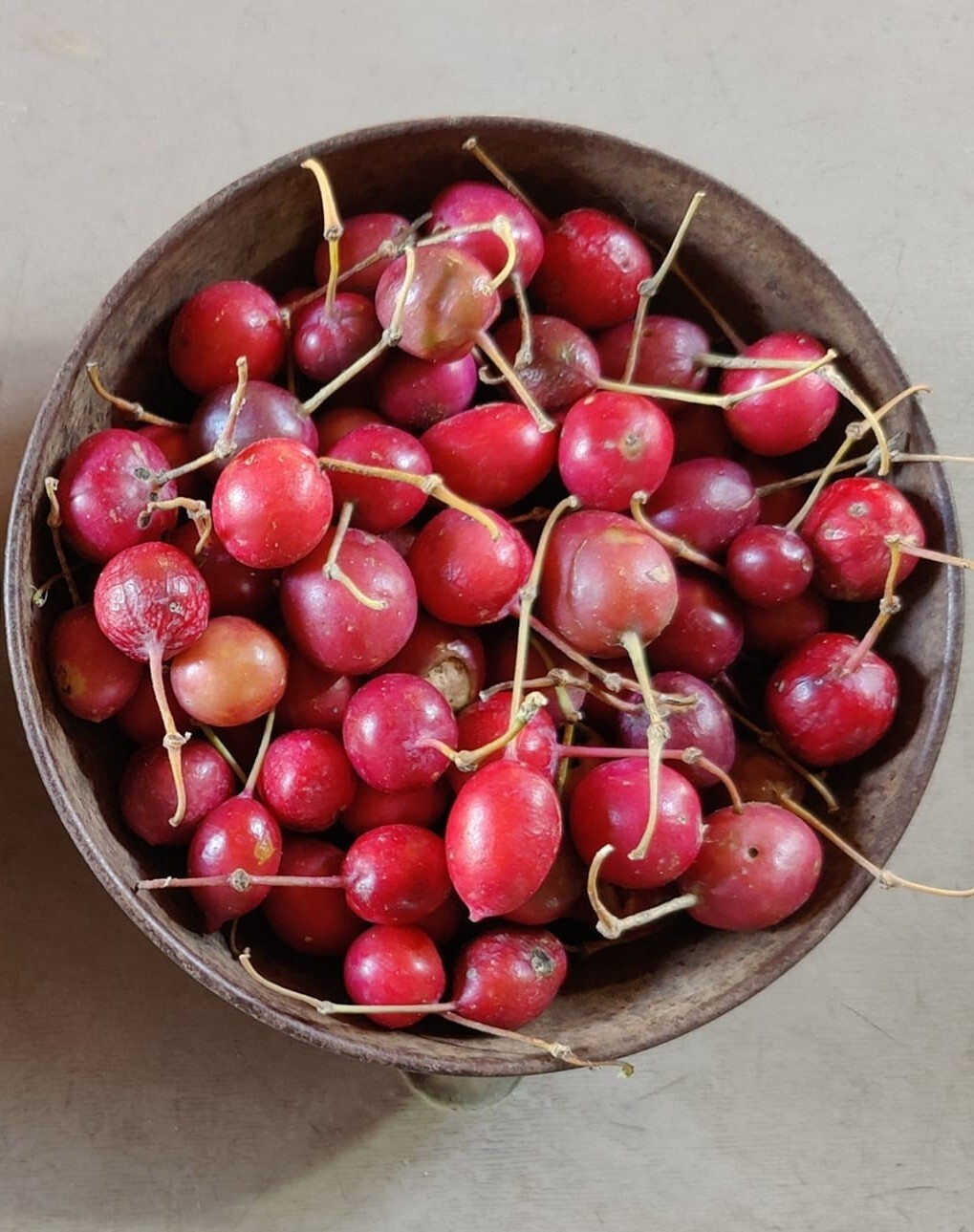 Capparis Decidua 10 Seeds Karira Edible Bare Caper Vining Shrub Small Fruit Tree