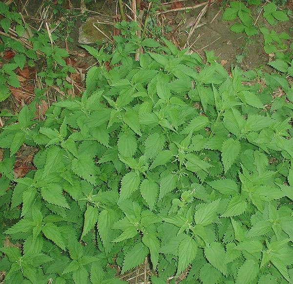 3000 Stinging Nettle Seeds – Urtica Dioica – Medicinal Plant – Deer Resistant