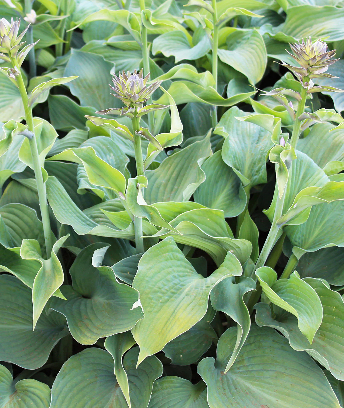 Blue Angel Hosta – 3 root divisions