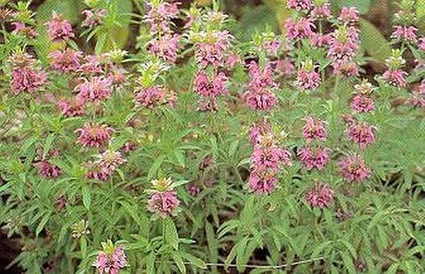 Herb Seeds – Mint Lemon Seeds