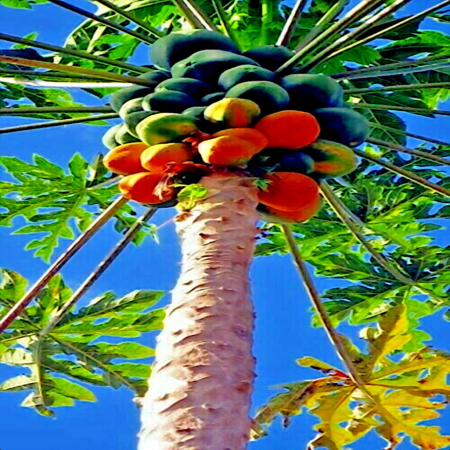 20 Caribbean “Red Lady” Carica Papaya Fruit Tree Seeds LARGE MELONS Indoor Plant