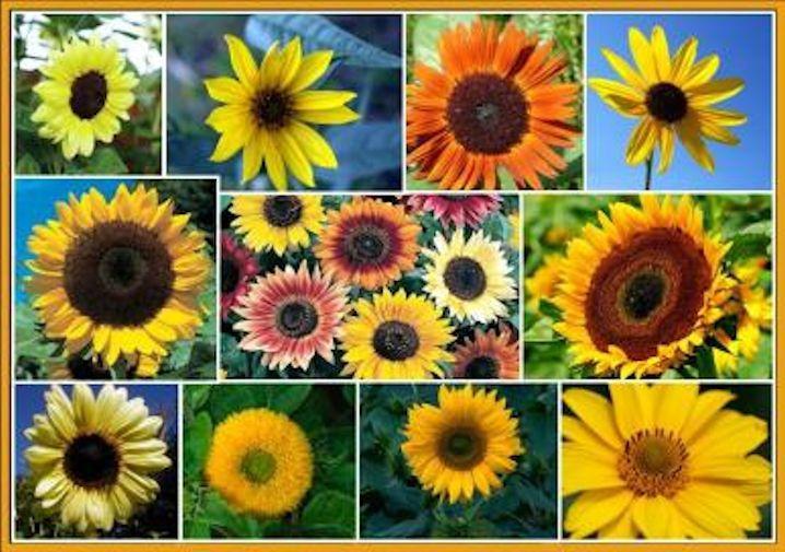 Beautiful Variety Sunflower Mix, 7 Species, Sunny Sunflowers, FREE SHIPPING