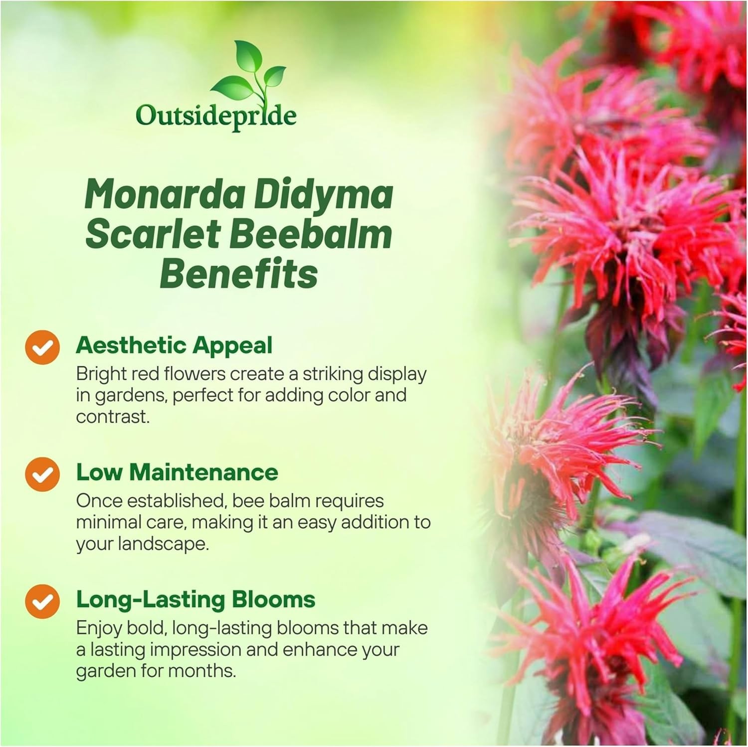 500 Seeds Red Monarda Flower Seeds For Planting | Scarlet Bee Balm Seed