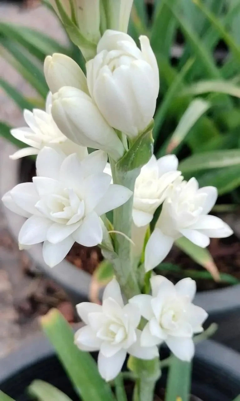 3 New! Large Double White Mexican Tuberose Polianthes Lily Fragrant