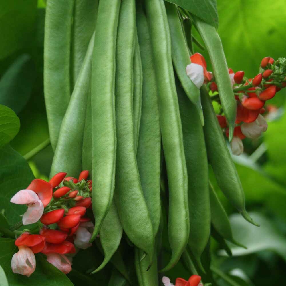 Scarlet Runner Bean Seeds 20 Ct Pole EDIBLE ORNAMENTAL NON-GMO Heirloom USA