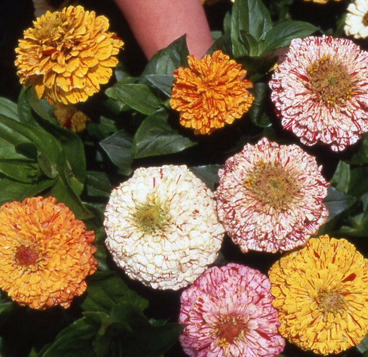 250 Zinnia “Peppermint Stick” Flower Seeds Zinnia Elegans