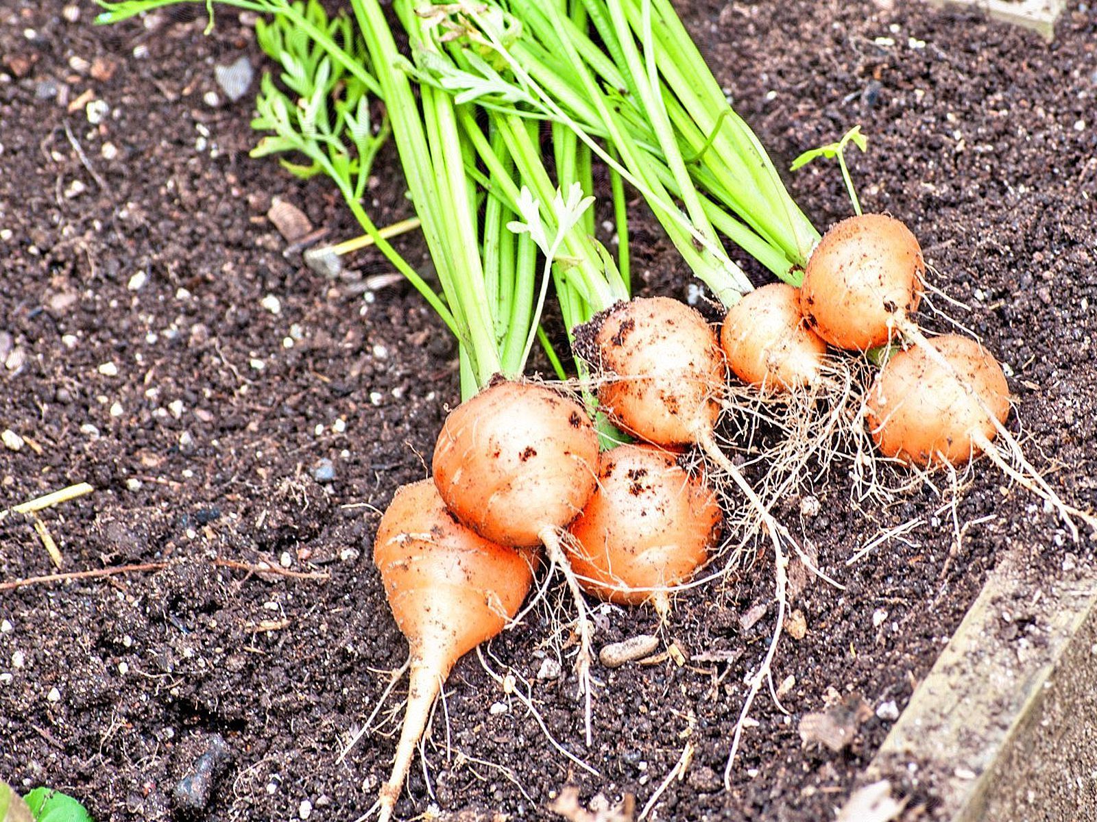 401+PARISIAN Round CARROT Seeds French Heirloom Vegetable Garden Container Easy