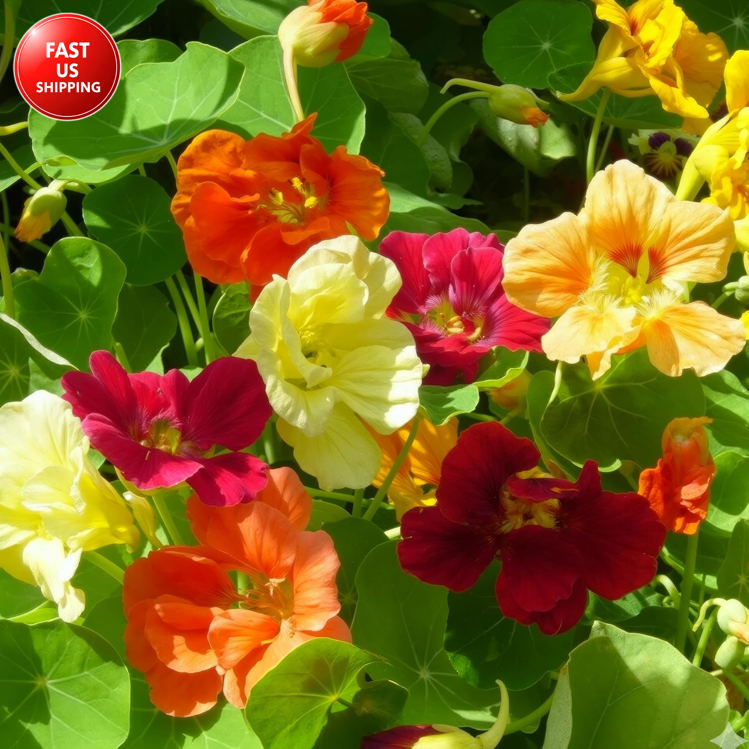 Nasturtium Seeds for Planting Edible Flowers – Collection Set of Jewel Blend & D