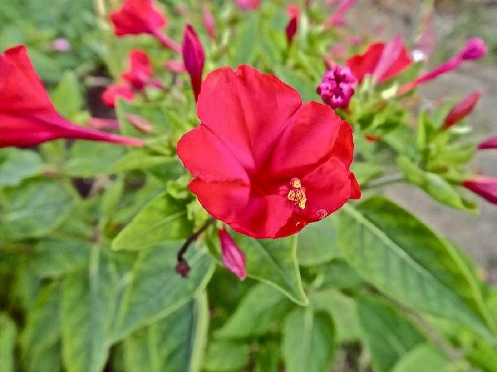 Four O’ Clock Red Flower Seeds, “COOL BEANS N SPROUTS” Brand. Home Gardening.
