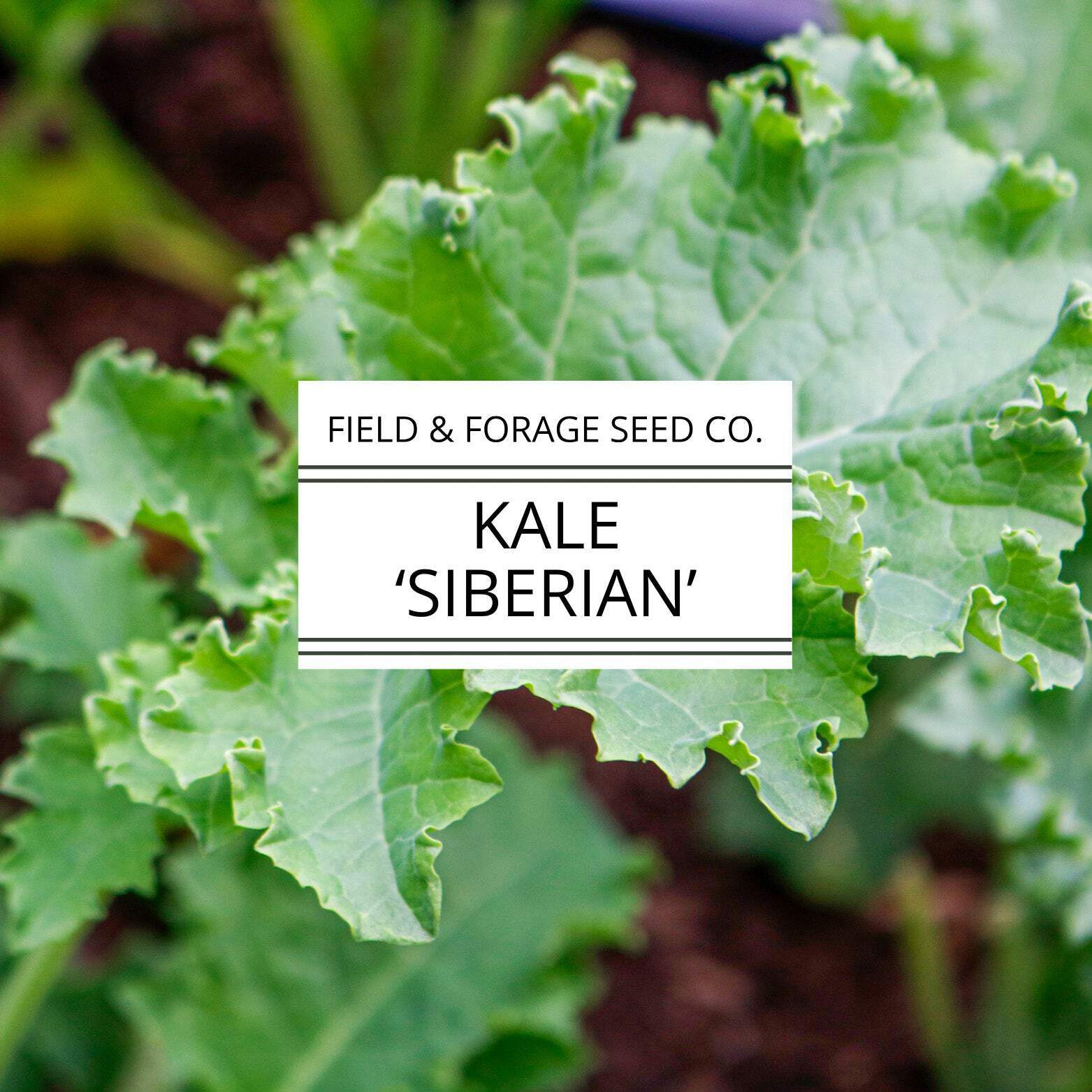 Kale ‘Siberian’ | Brassica oleracea | Heirloom | Non-GMO | 200 Seeds