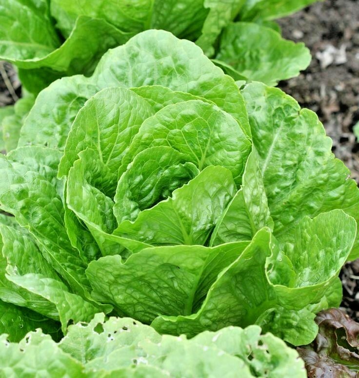 601+PARIS ISLAND Cos Romain LETTUCE Seeds Organic Spring Fall Garden Container