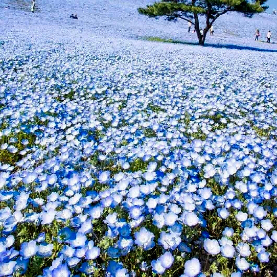 1000 BABY BLUE EYES SEEDS FLOWERS GROUNDCOVER DROUGHT TOLERANT WILDFLOWER SPRING