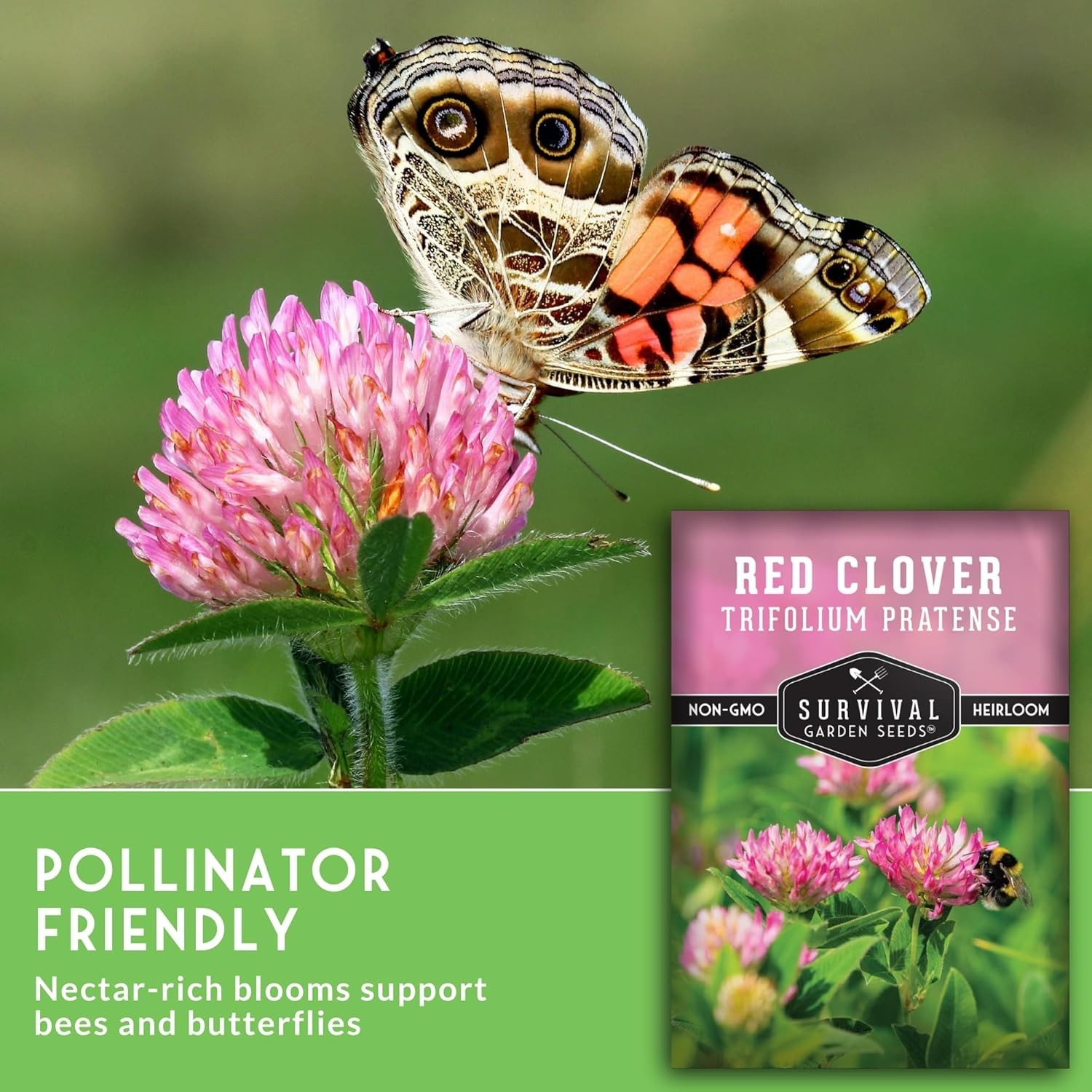 Fast-Germinating Red Clover Seeds for Spring Fall Planting