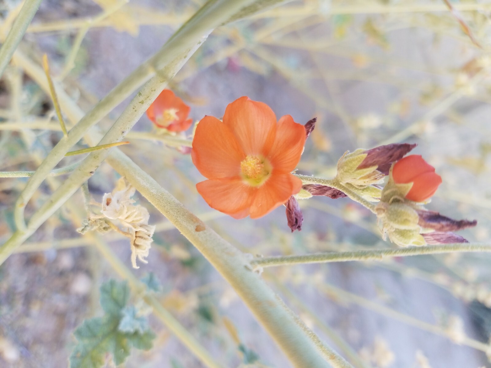 Globemallow Mixed Colors 250+ Seeds Pink White Orange Flower Sphaeralcea ambigua