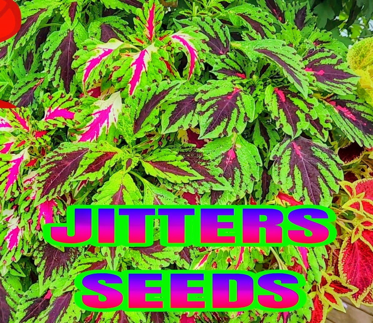 JIM’s CHOICE 8 PACK COLORFUL COLEUS SEEDS FREE SHIPPING
