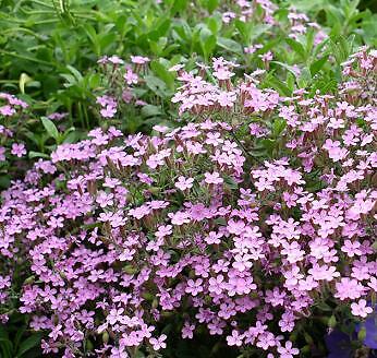 Soapwort Saponaria officinalis 250 seeds