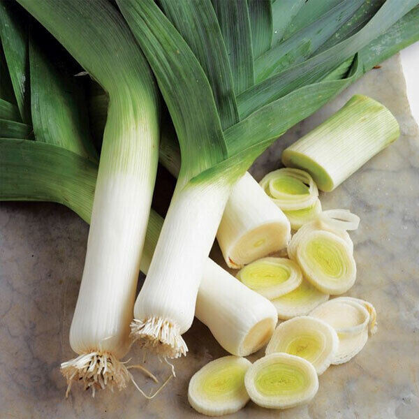 SCARBOROUGH SEEDS LARGE AMERICAN FLAG LEEK 500 SEEDS HEIRLOOM | NON-GMO | USA