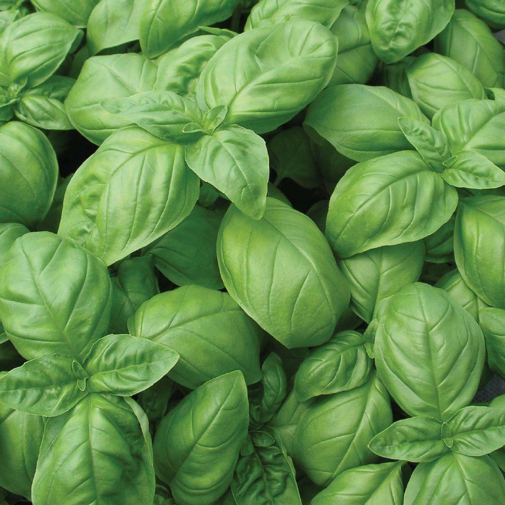 Genovese Basil Seeds 500+ Sweet Basil Herb Ocimum Basilicum USA FREE SHIPPING