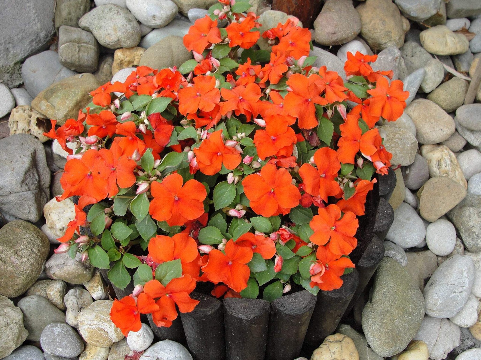 50 DWARF ORANGE IMPATIENS Walleriana Sun or Full Shade Flower Seeds *Flat Ship