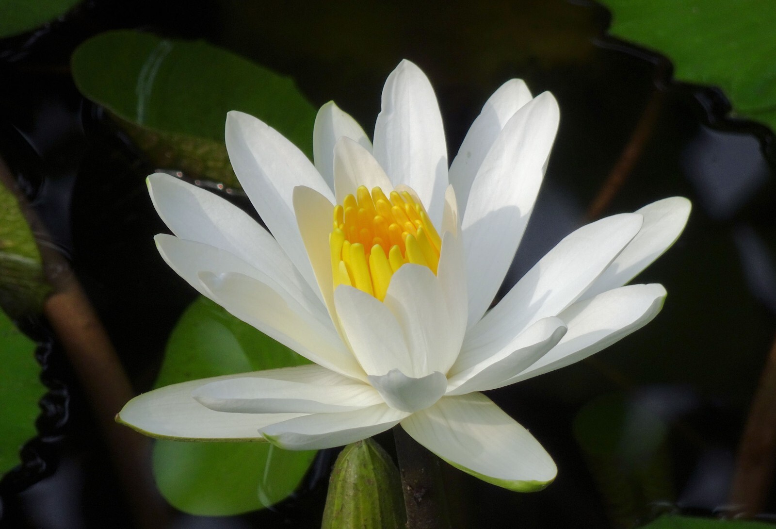 20 Seeds -European White Water Lily- Ponds -Water Features -Nymphaea