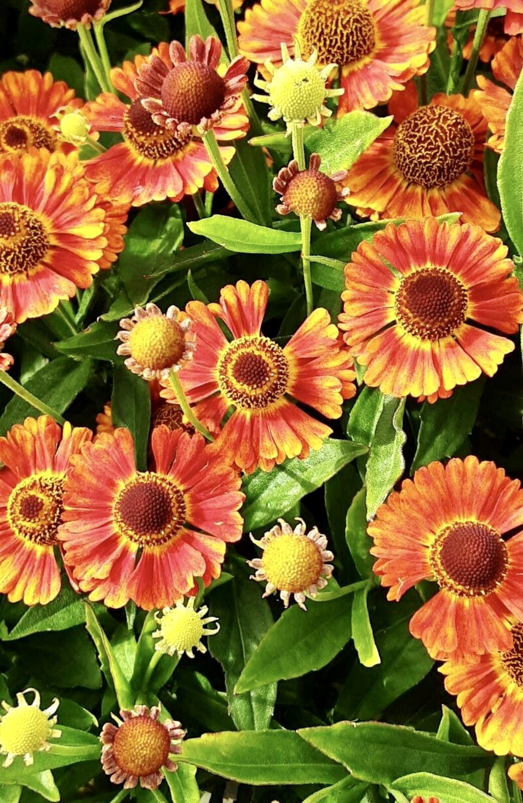 Helenium Autumnale, Large-Flowered Sneezeweed – 100 seeds 2024 – USA
