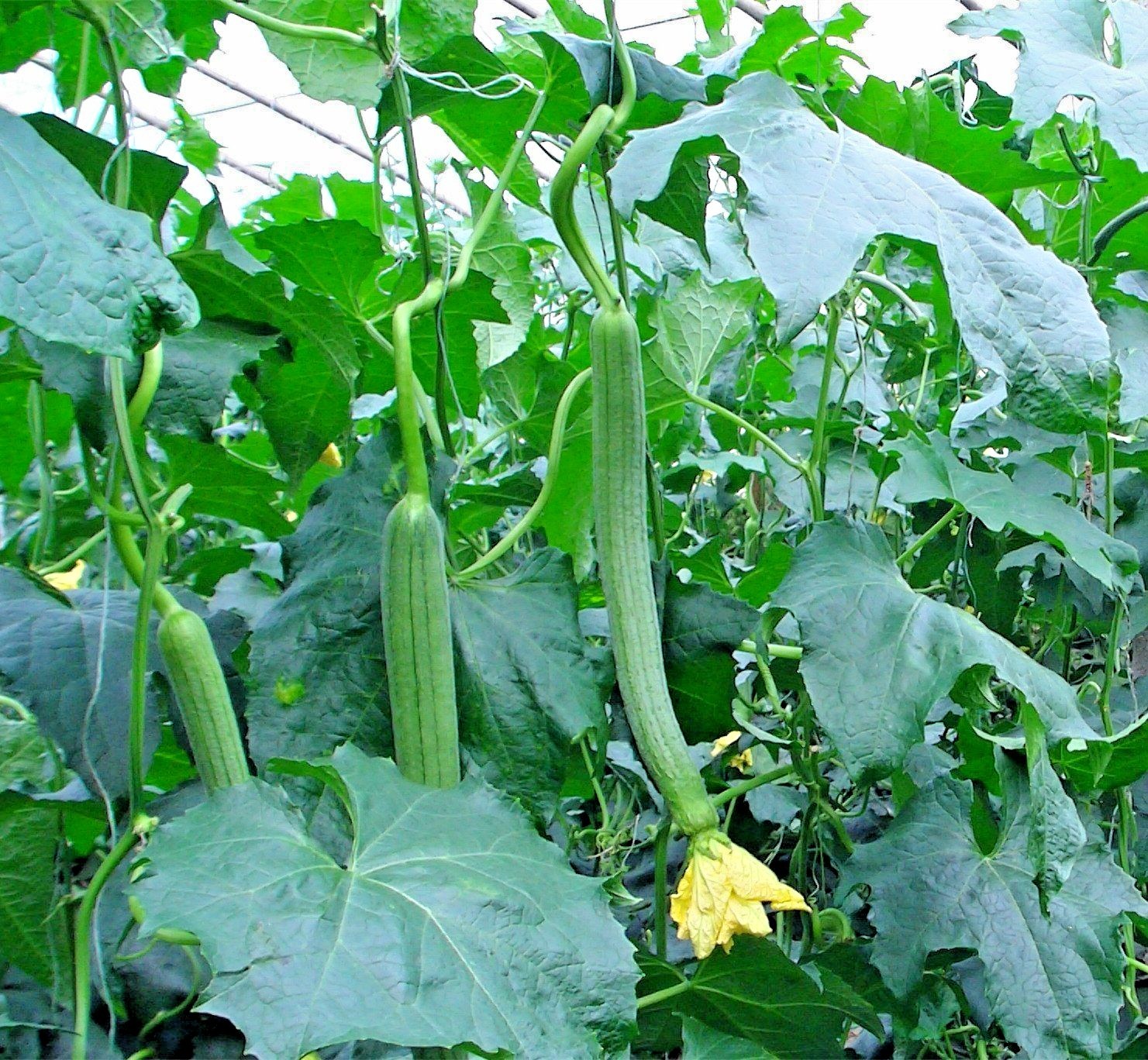 30+LUFFA SPONGE GOURD Seeds Loofah Loofa Lofa Heirloom Vine Garden Container