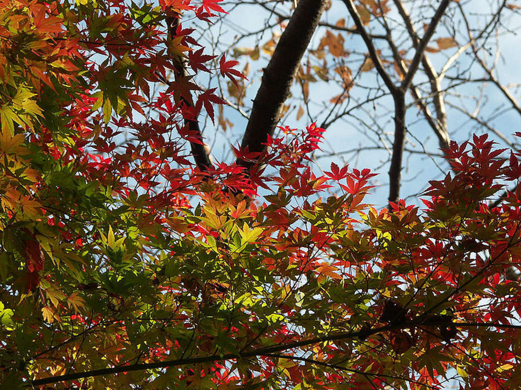 1-1000 PCS Japanese Maple Tree Seeds Acer Palmatum Shigitatsu Sawa Autumn 0169