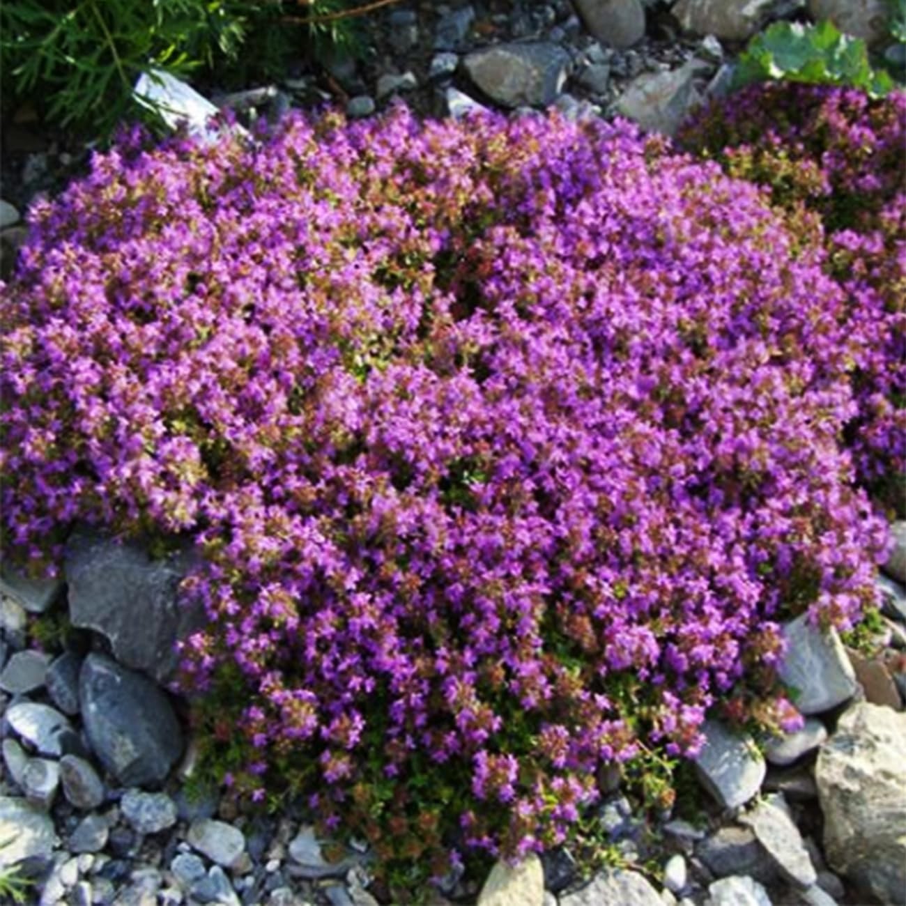 20000+ Magic Purple Creeping Thyme Seeds for Planting Ground Normal, Brown