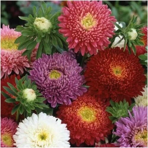 3 – Powder Puff China Aster Seeds For Planting (Callistephus chinensis) 1,000