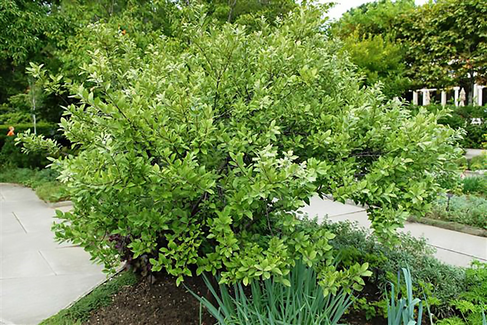 Beach Plum, Prunus maritima, Shrub Seeds