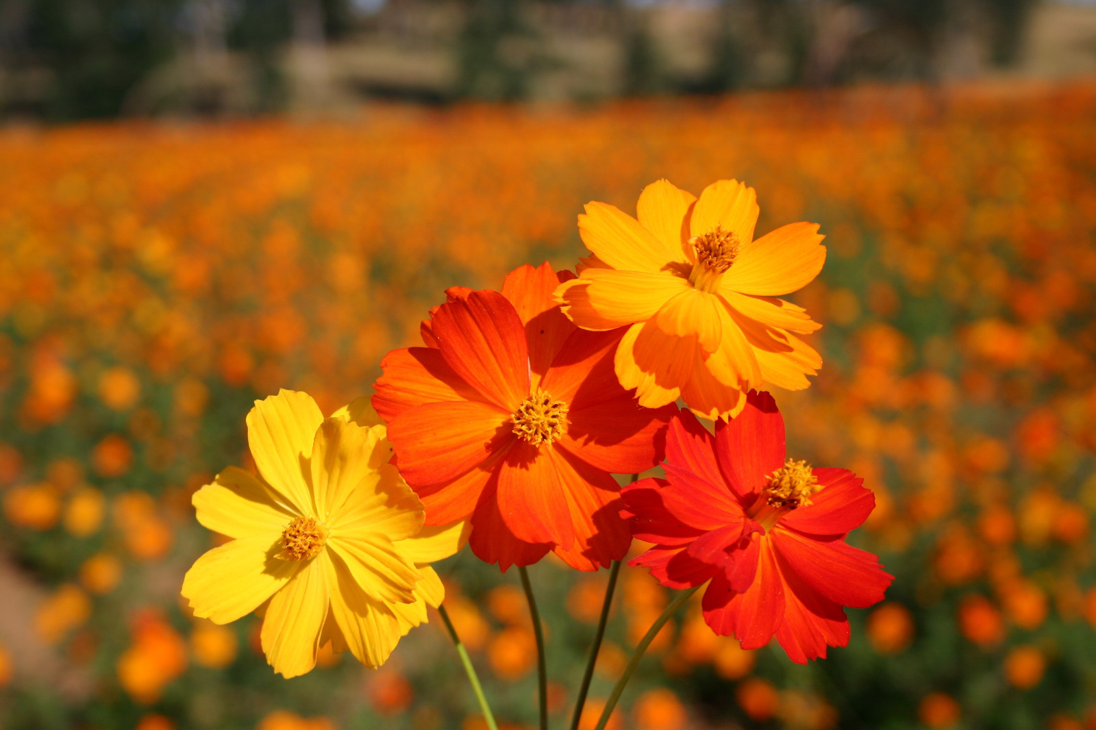100+ Sulphur Cosmos Seeds – Bright Lights – NON GMO – Hummingbirds – Butterflies