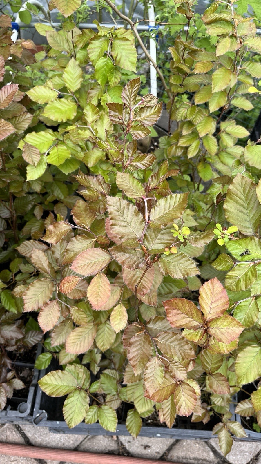 Fagus sylvatica Purpurea Copper Beech, 2 year old plant 20-26 inches tall